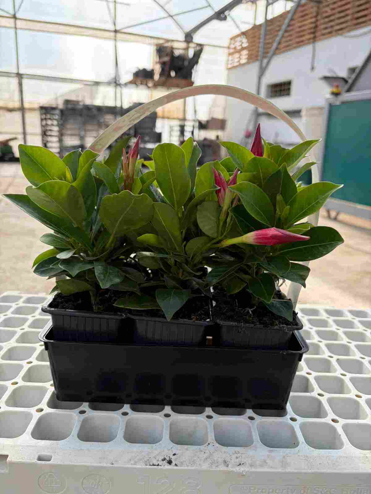 DIPLADENIA COLECCIÓN C 07 (BARQUETA 6)