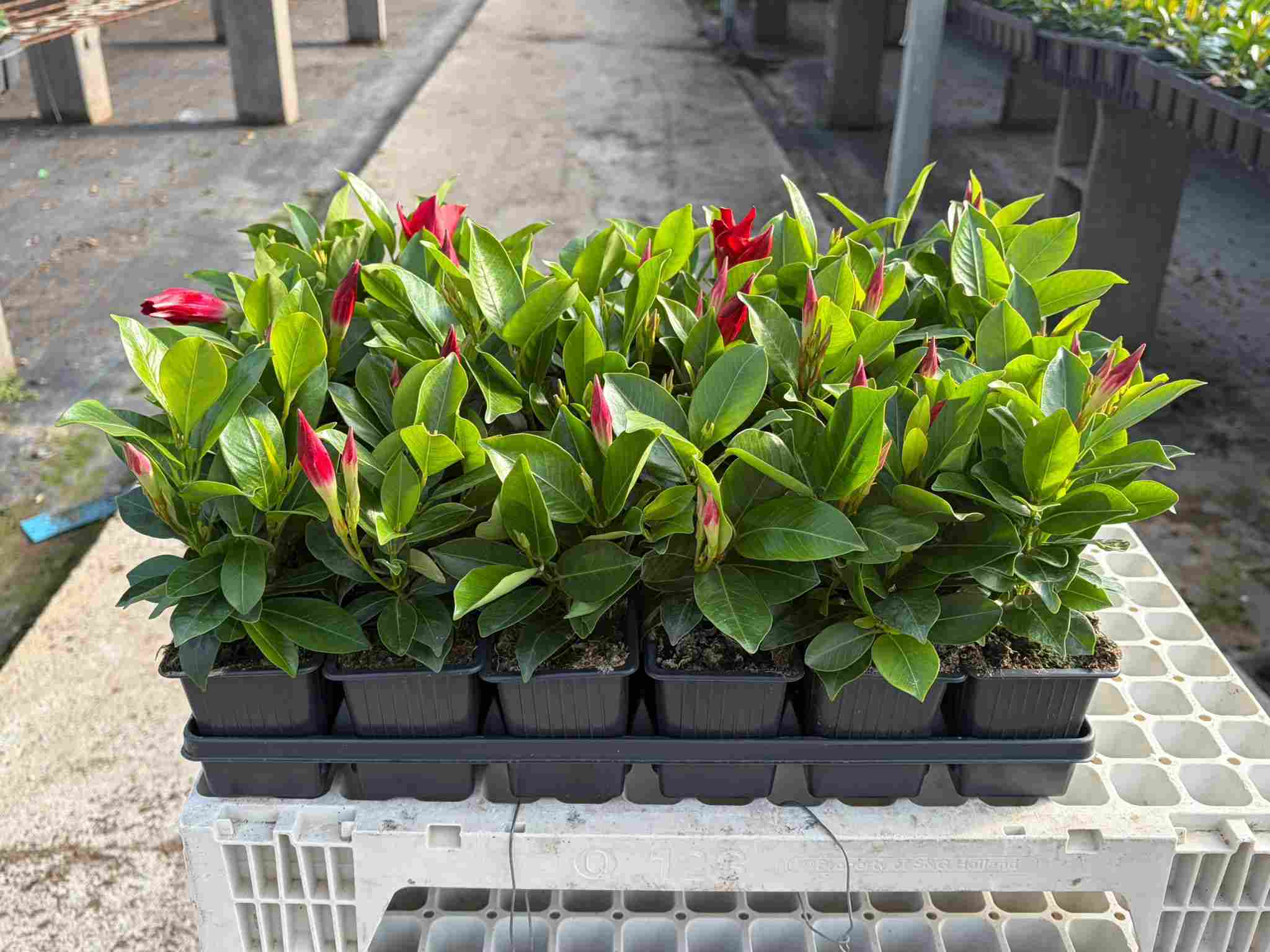 DIPLADENIA COLECCIÓN C 07 (BARQUETA 24)