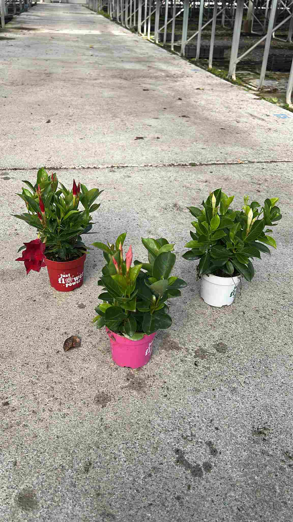 DIPLADENIA COLECCIÓN C 10.5 T.S.T. ARBUSTIVA