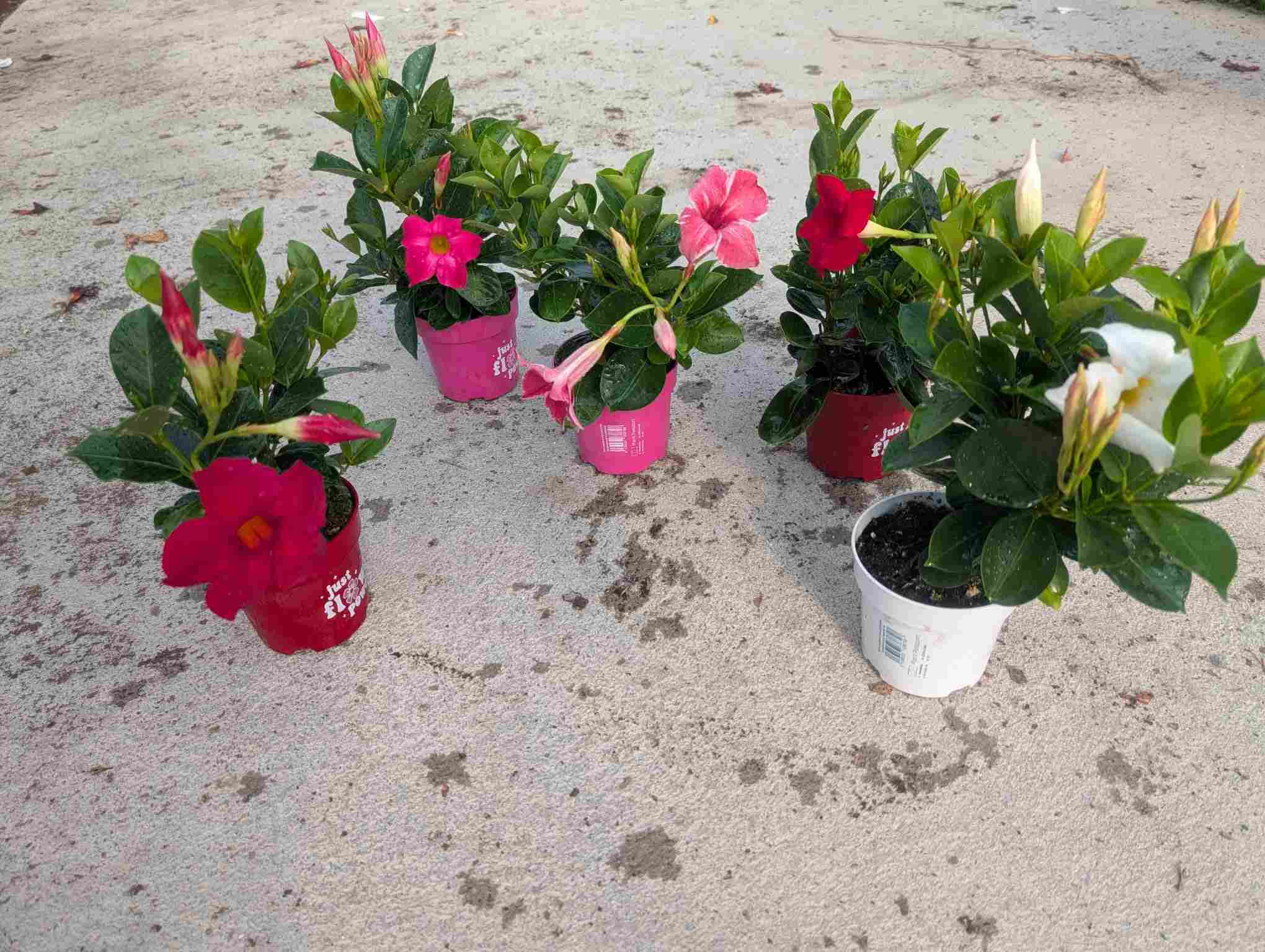 DIPLADENIA COLECCION C 10.5 ARBUSTIVA T.S.T. A1
