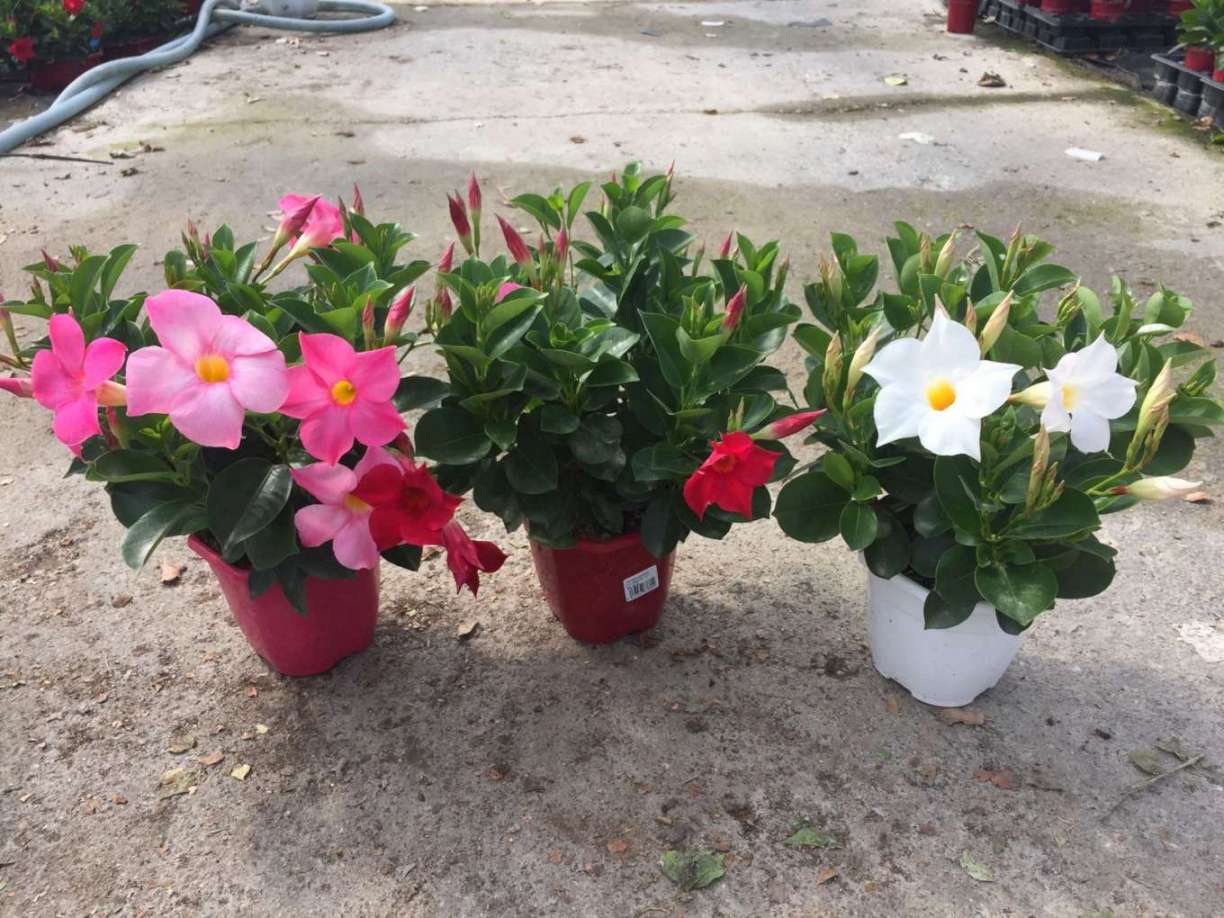 DIPLADENIA COLECCIÓN C 14.5 T.S.T. ARBUSTIVA