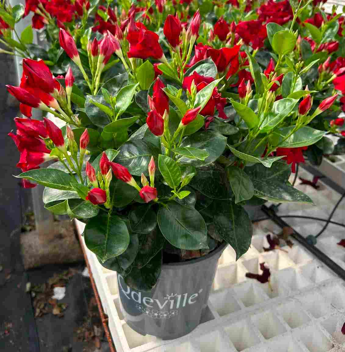 DIPLADENIA GRAFF C 20 ARBUSTIVA