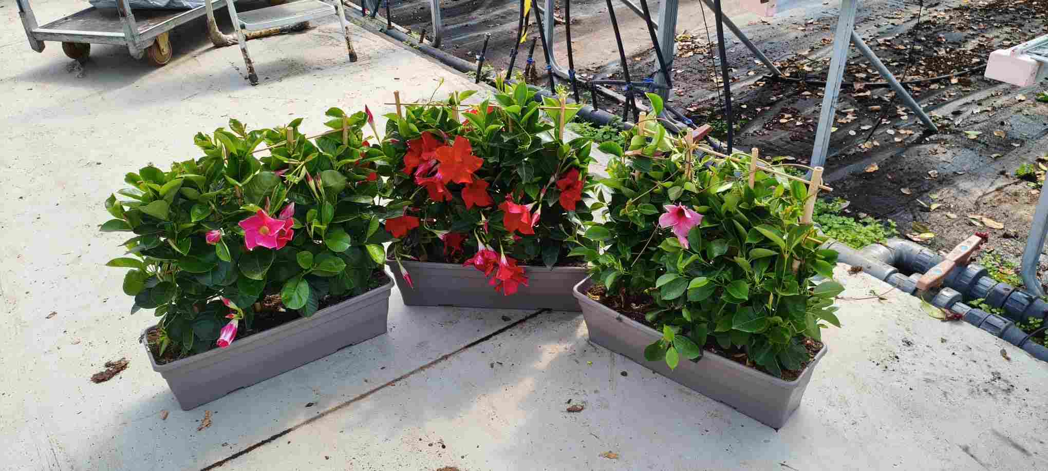 DIPLADENIA COLECCIÓN C 40 JARDINERA ARBUSTIVA