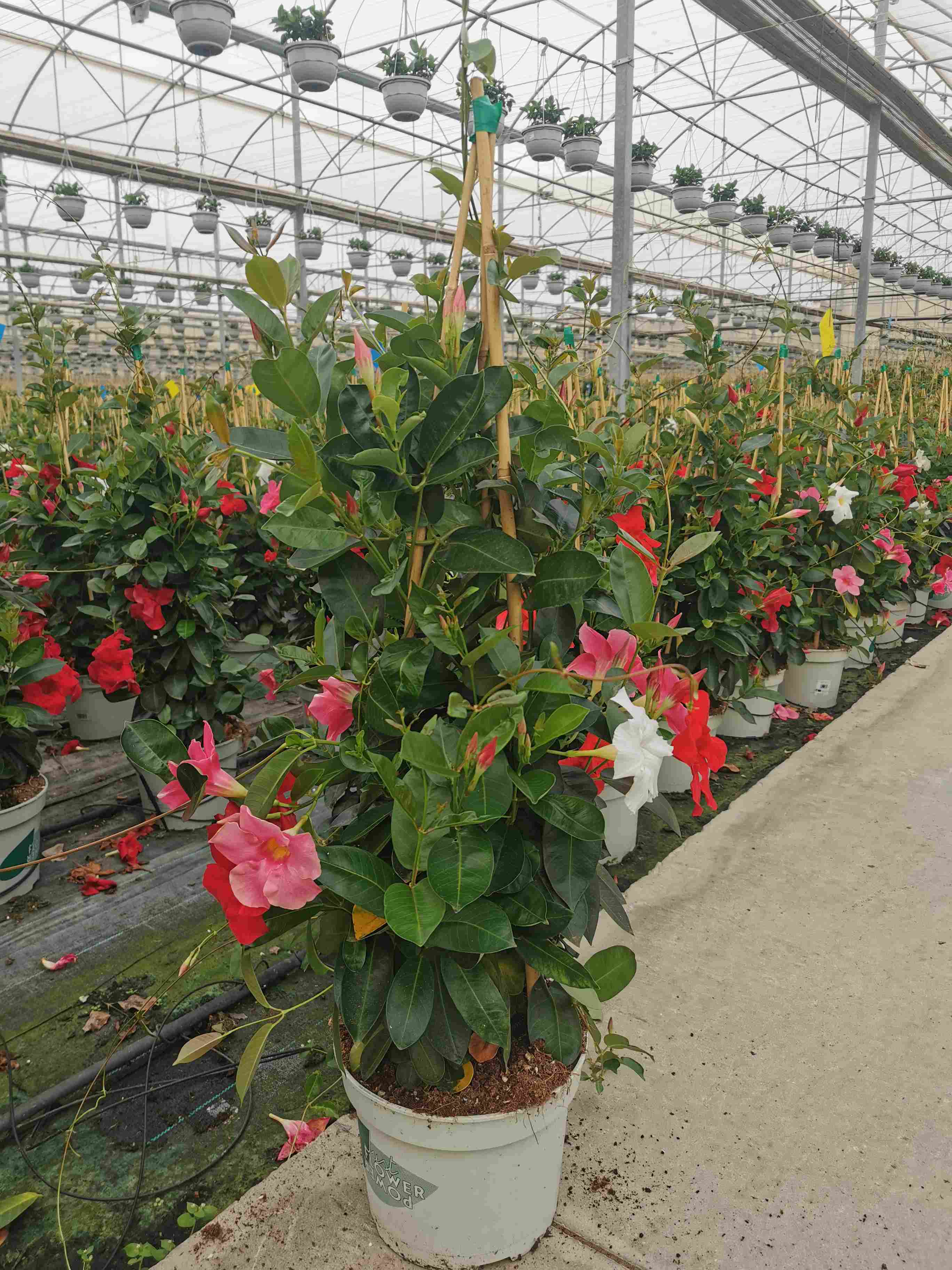 DIPLADENIA COLECCIÓN C 23 PIRAMIDE 1.05 M TRICOLOR