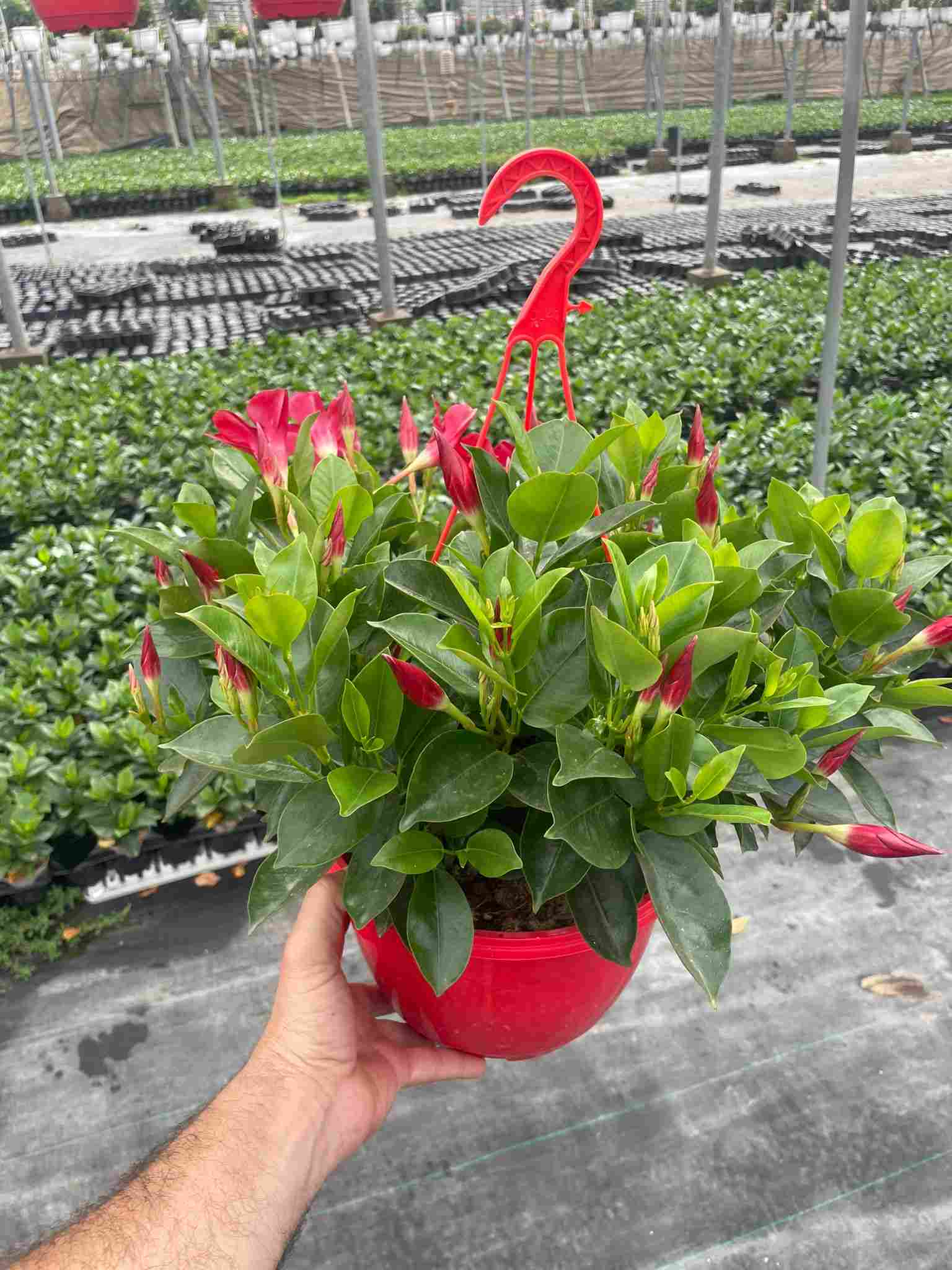 DIPLADENIA COLECCIÓN C 25 COLGANTE TST