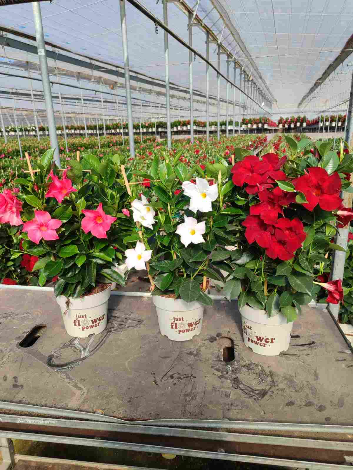 DIPLADENIA COLECCION C 17 ESPALDERA 50 CM TST