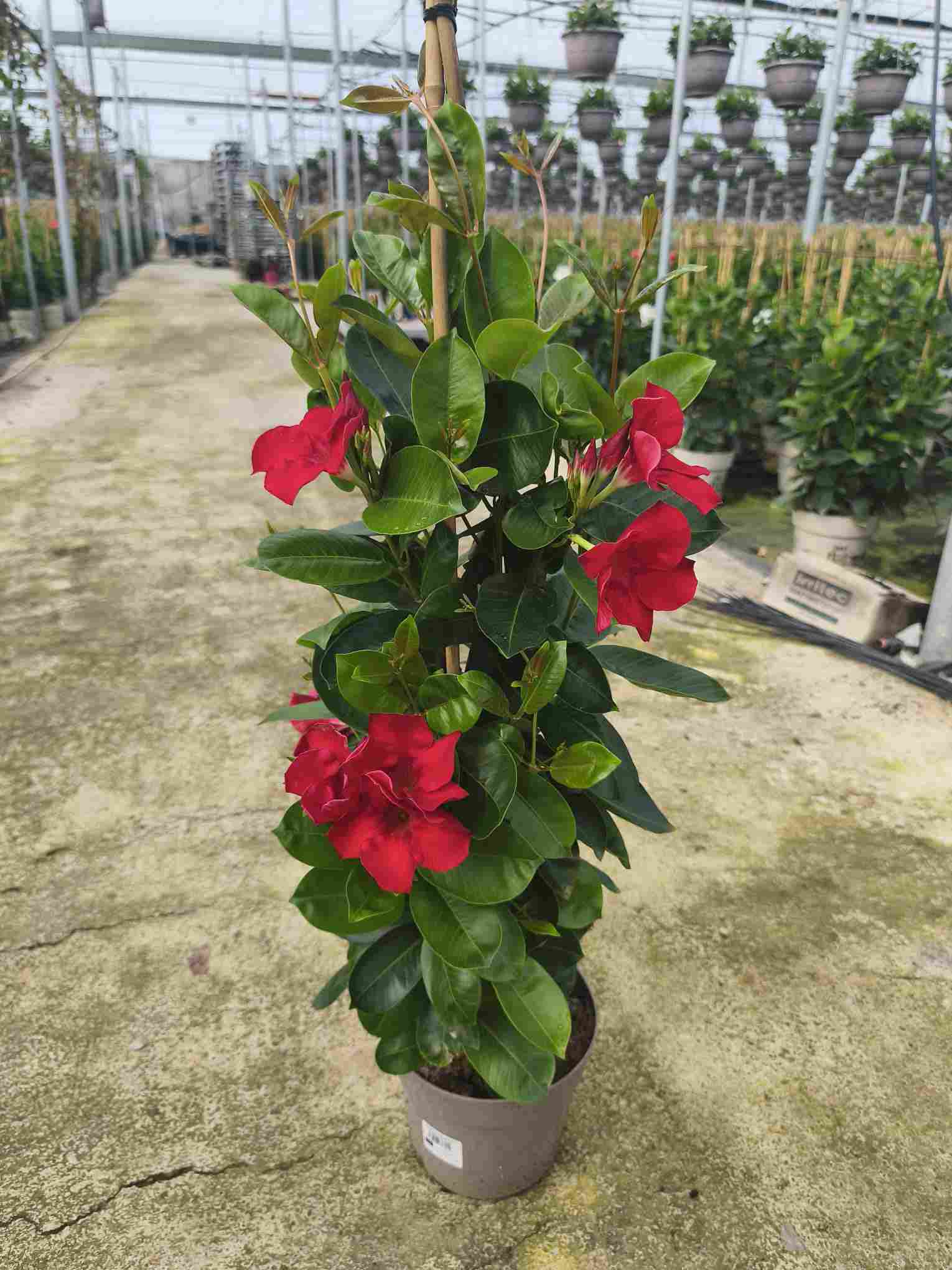 DIPLADENIA COLECCIÓN C 21 PIRÁMIDE 90 CM TST