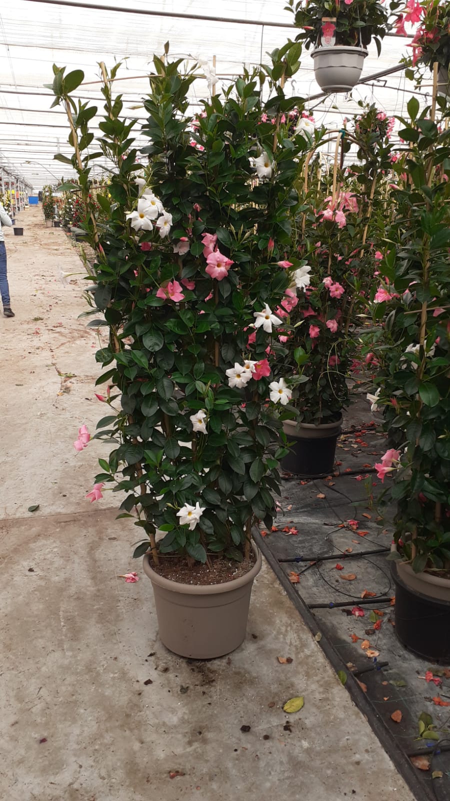 DIPLADENIA COLECCIÓN C 40 ESPALDERA 1.80 CM