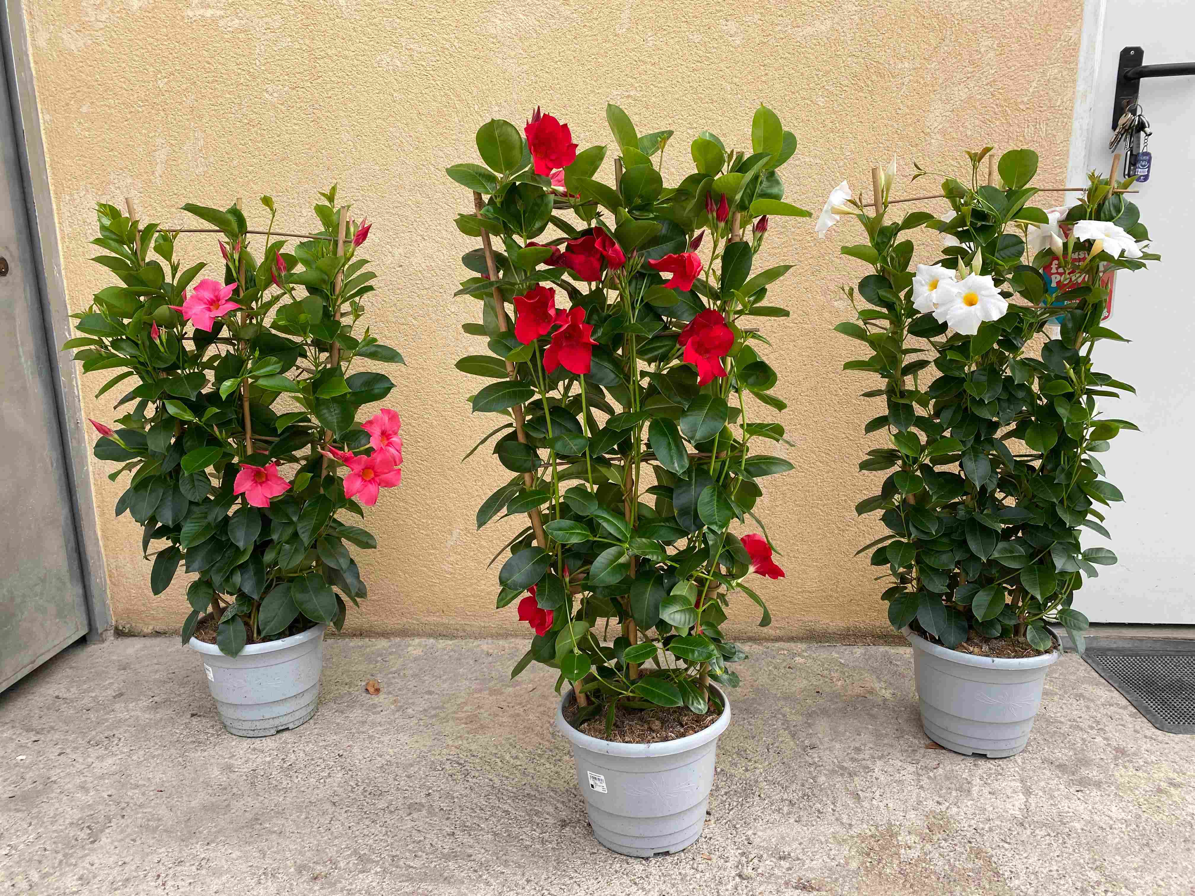 DIPLADENIA COLECCIÓN C 23 ESPALDERA 90 CM TST