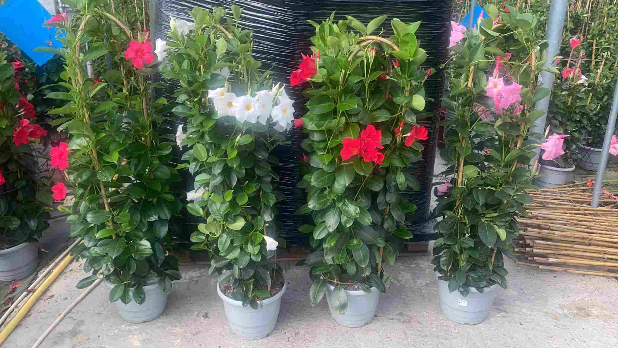 DIPLADENIA COLECCION C 25 D ARCO 120 CM TST