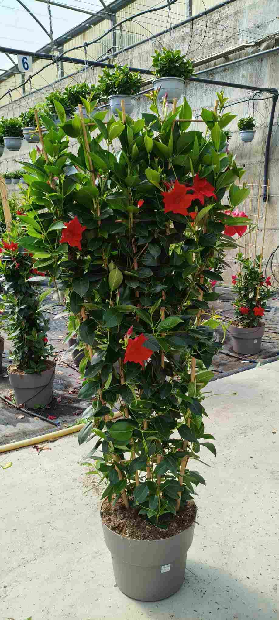 DIPLADENIA COLECCIÓN C 35 ESPALDERA 150 CM TST