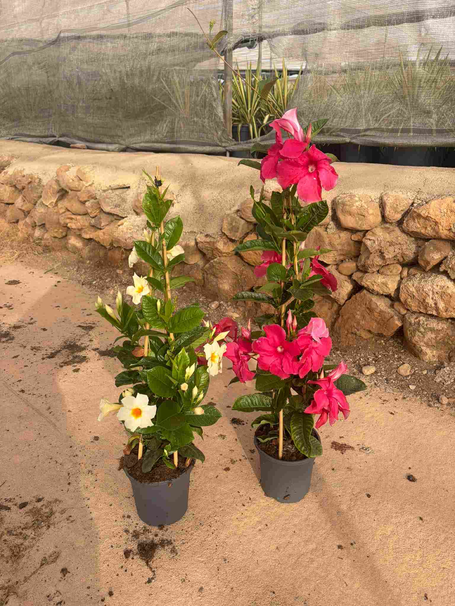 DIPLADENIA LARGE FLOWER C 20 PIRAMIDE 90 CM