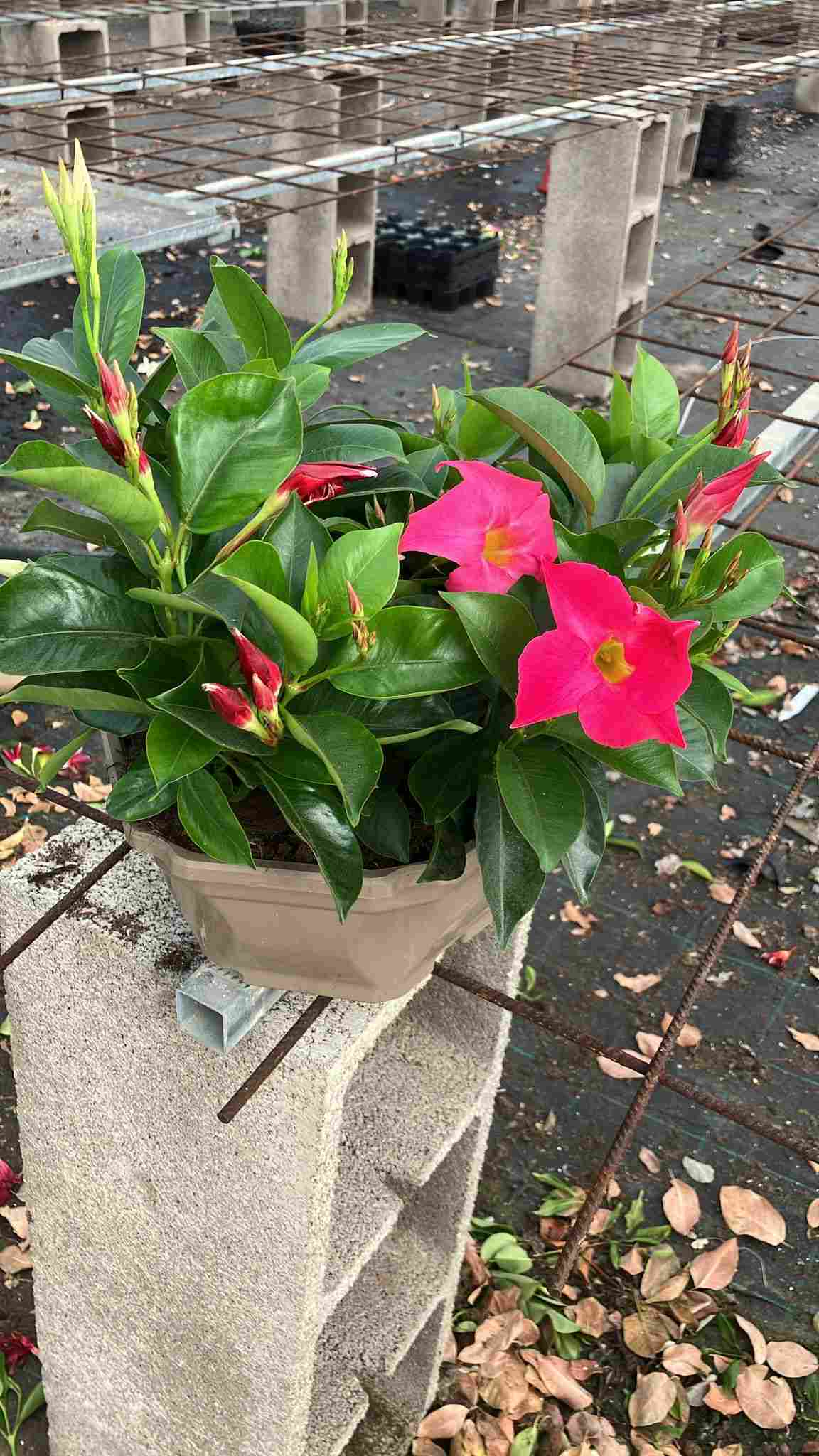 DIPLADENIA COLECCIÓN C 23 OCEA 3 PP ARBUSTIVA