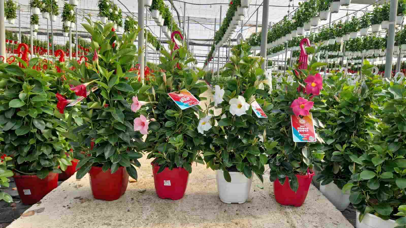 DIPLADENIA COLECCION C 19 PIR GANCHO 75 CM TST