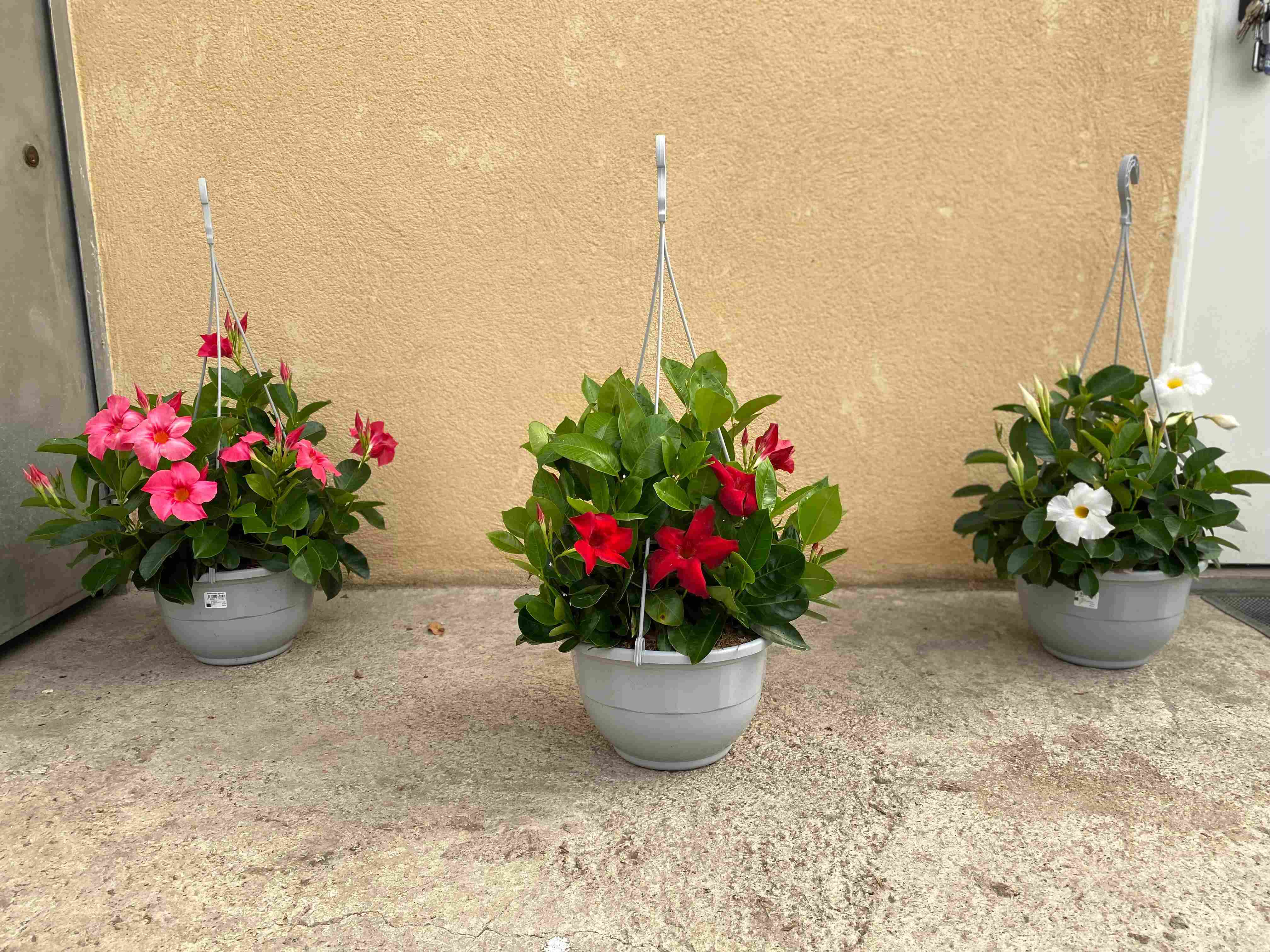 DIPLADENIA COLECCIÓN C 27 ARB COLGANTE TST