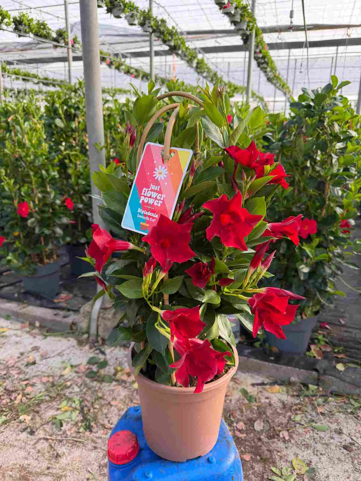 DIPLADENIA COLECCION C 24 TRIPLE ARCO 70 CM