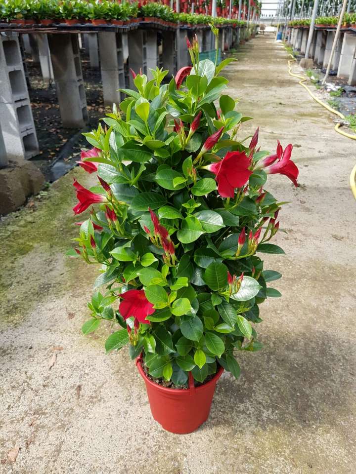 DIPLADENIA BELLA C 20 PIRAMIDE GANCHO 70 CM TST