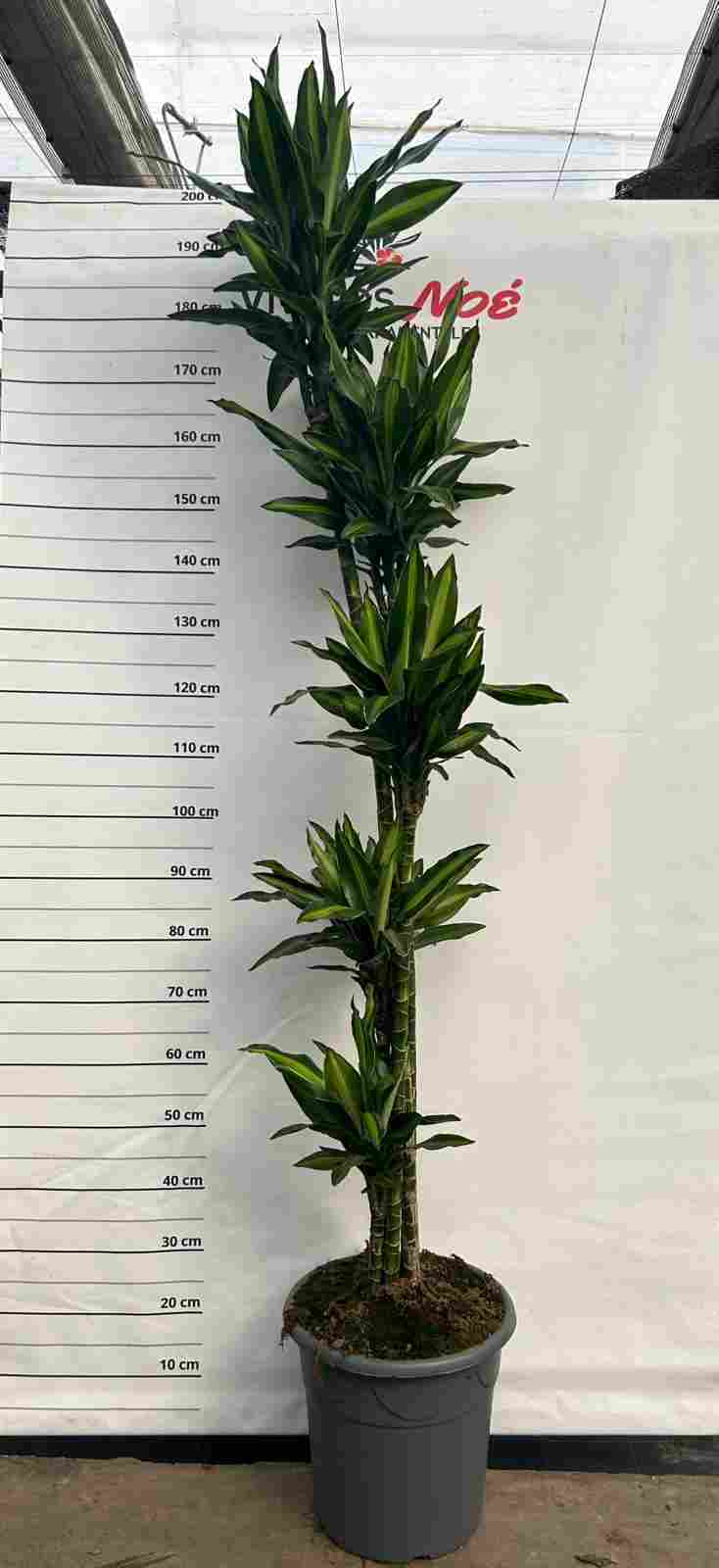DRACAENA SILINDRO C 32 150.120.90.60.30 CM