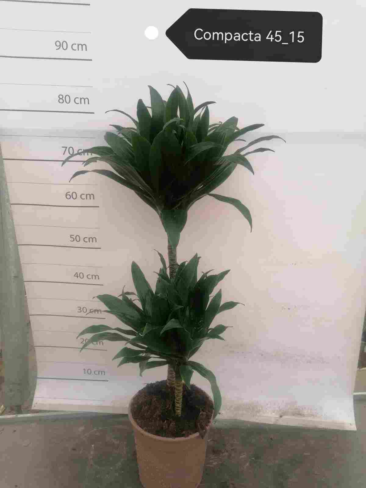 DRACAENA COMPACTA C 17 45.15 CM