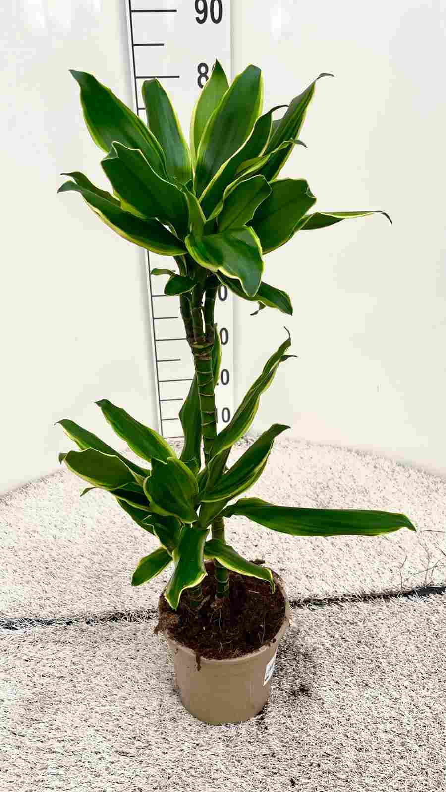 DRACAENA GOLD COAST C 17 45.15 CM