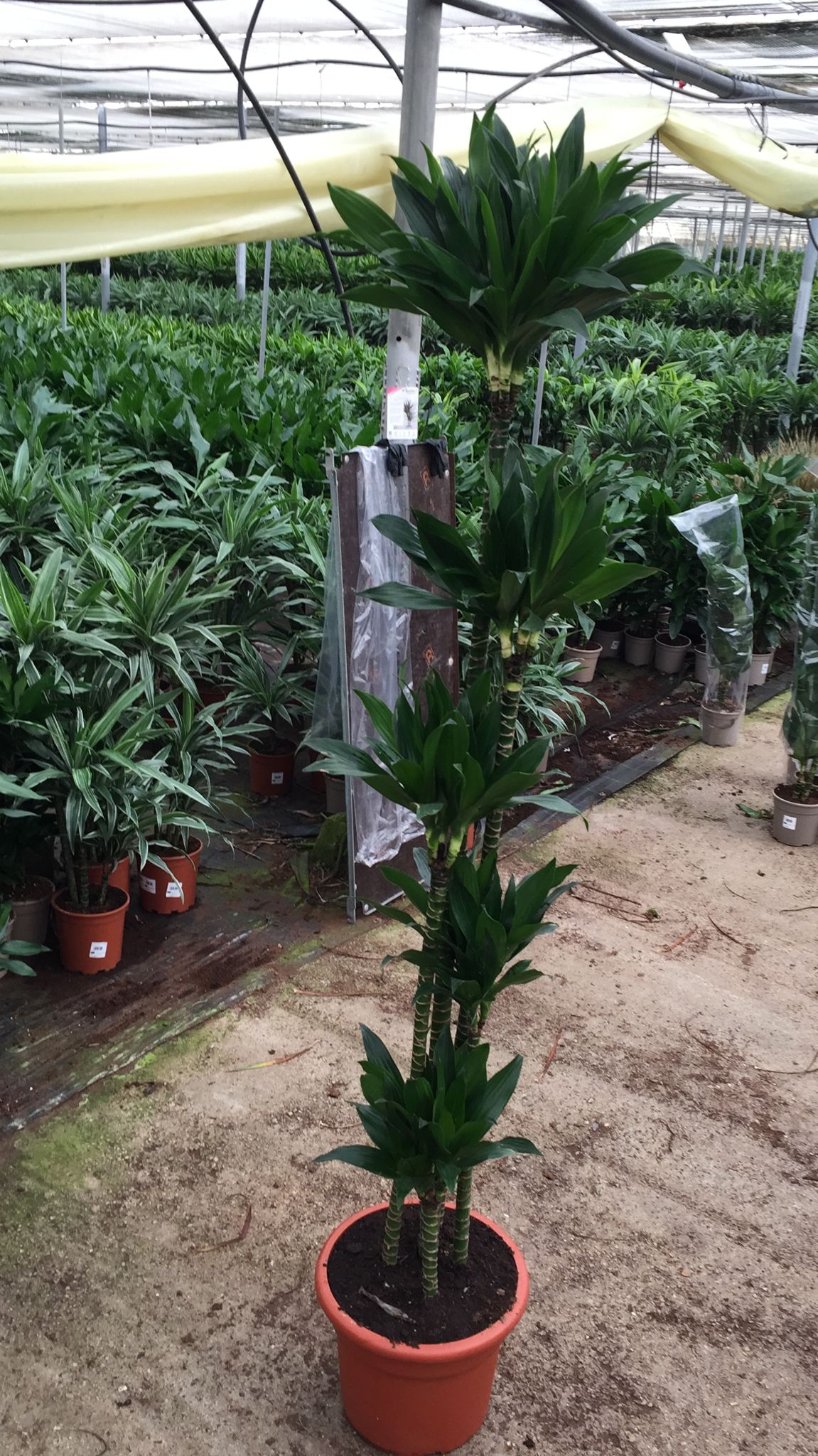 DRACAENA COMPACTA C 30 150.120.90.60.30 CM