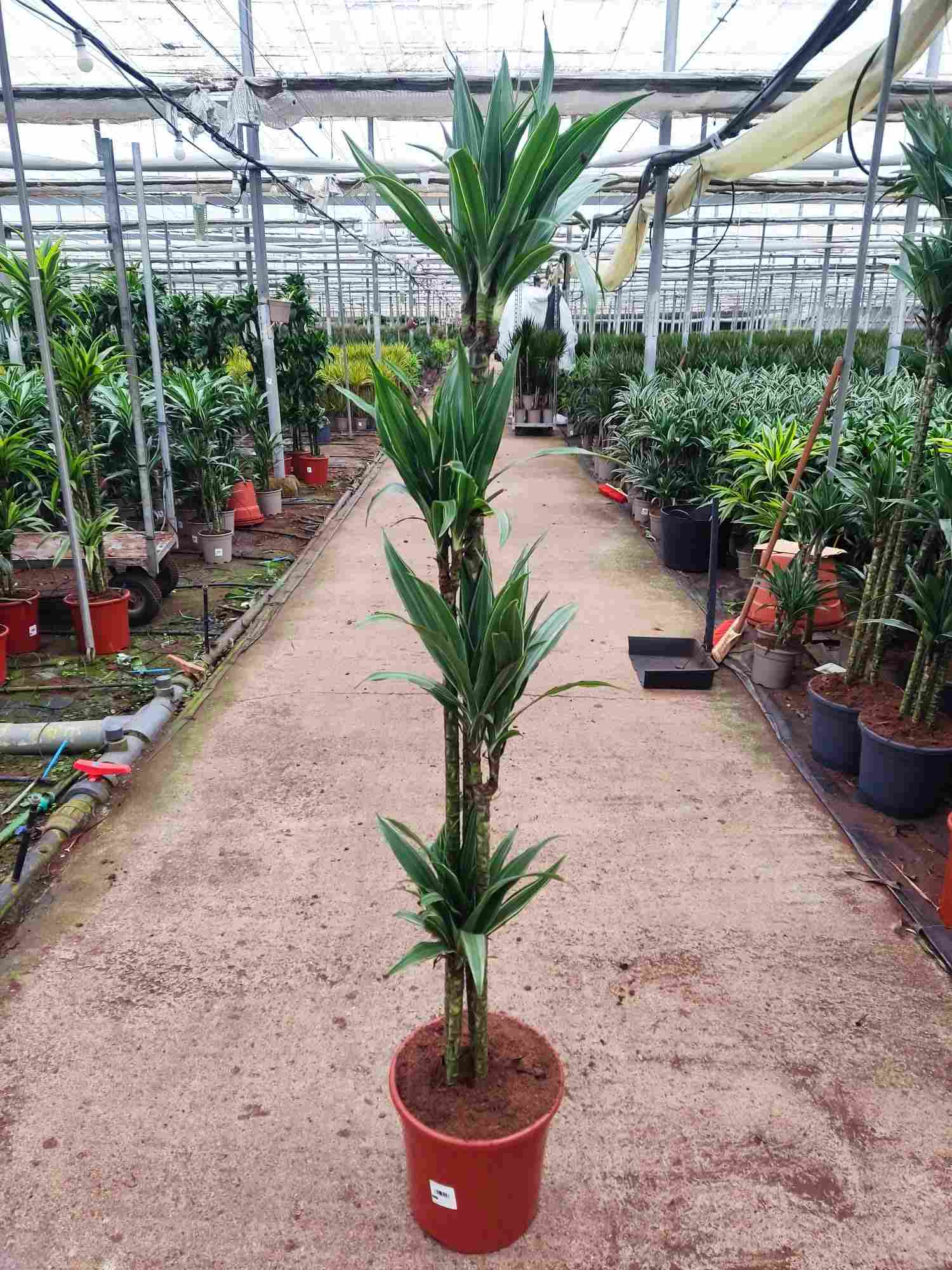 DRACAENA DEREMENSIS C 25 120.90.60.30 CM