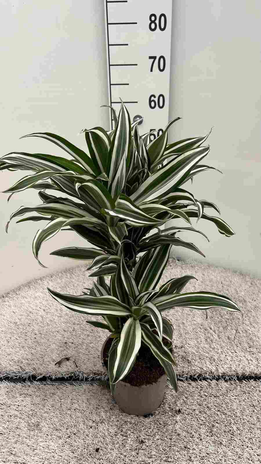 DRACAENA MIX C 16 30.15 CM