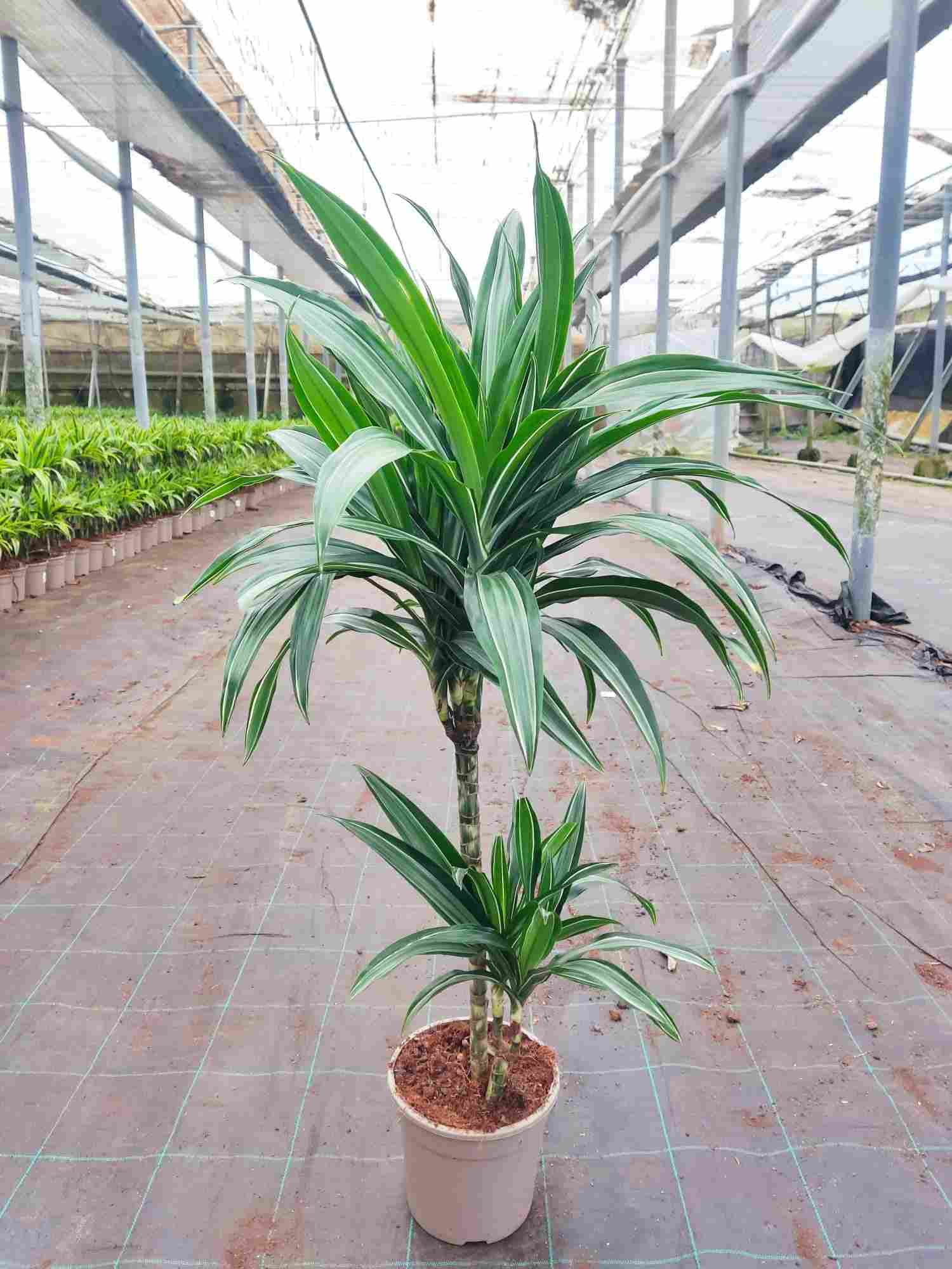 DRACAENA DEREMENSIS C 17 45.15 CM