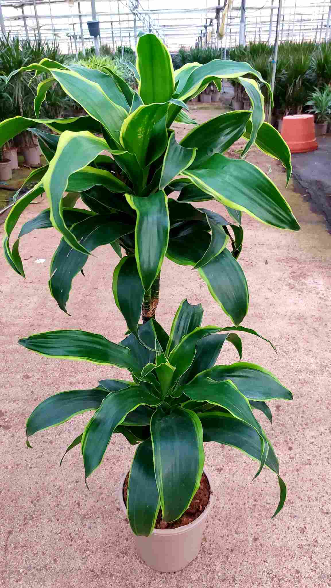 DRACAENA DORADO C 17 45.15 CM