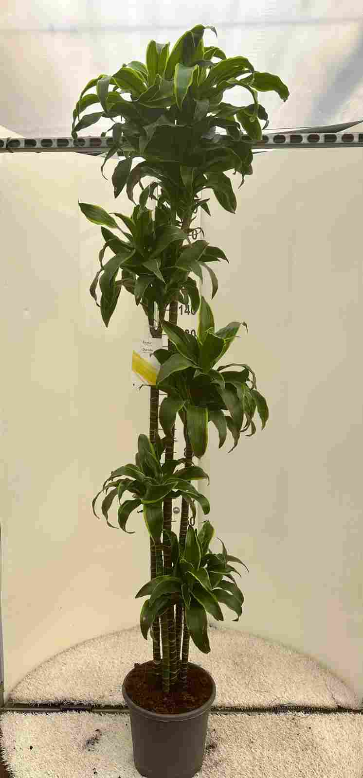 DRACAENA DORADO C 30 150.120.90.60.30 CM