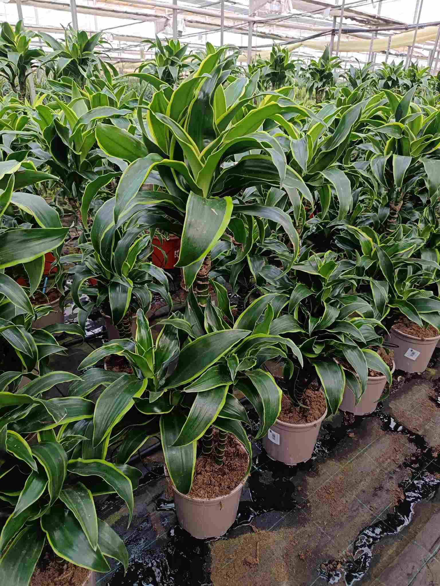 DRACAENA DORADO C 20 60.30.15 CM