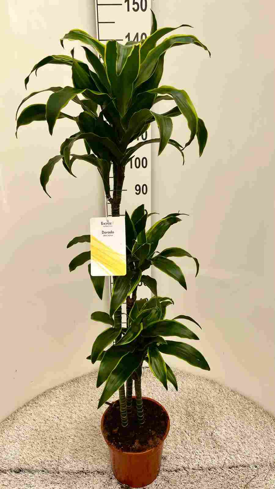DRACAENA DORADO C 22 90.60.30 CM