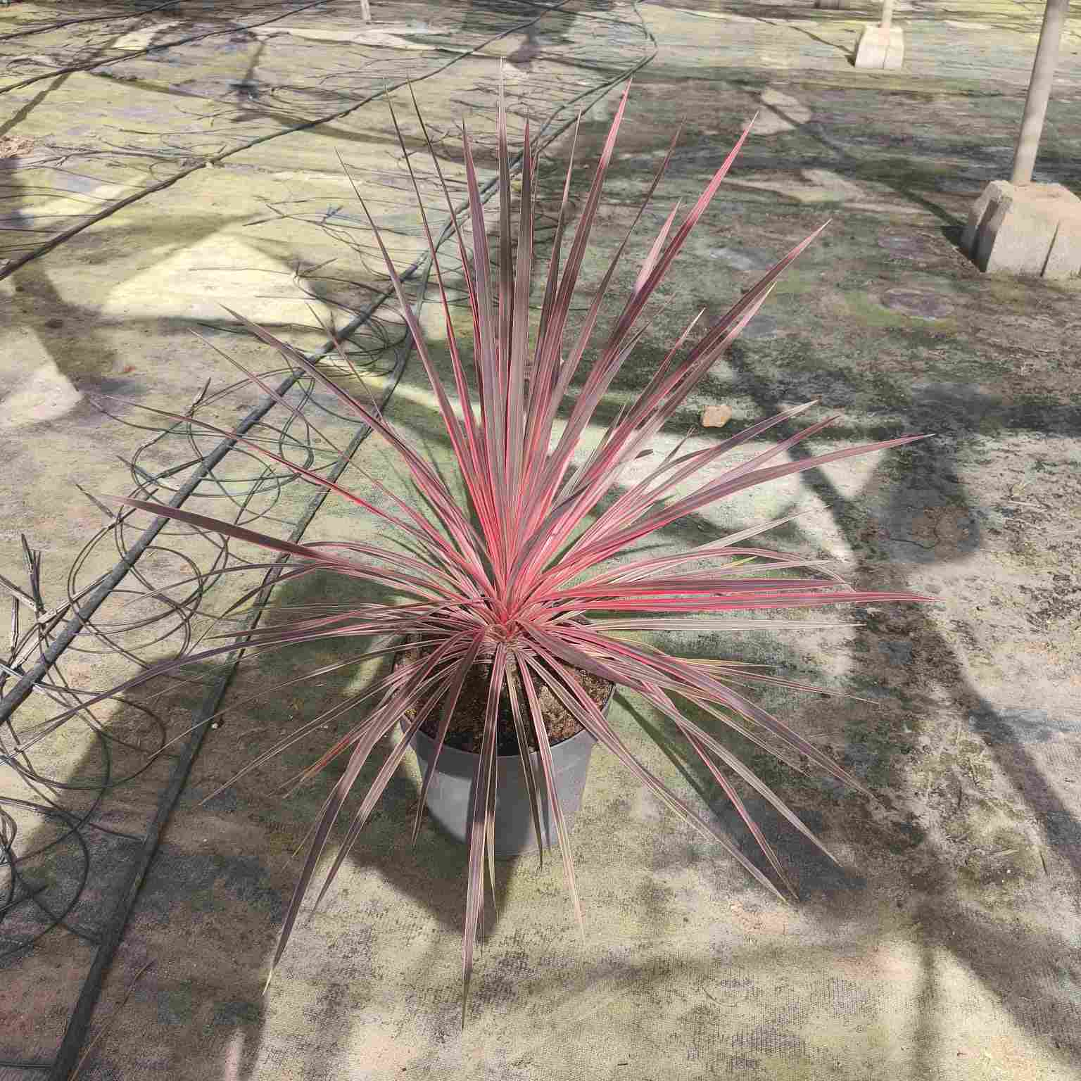 CORDYLINE PINK PASSION RAMIFICADO C 27