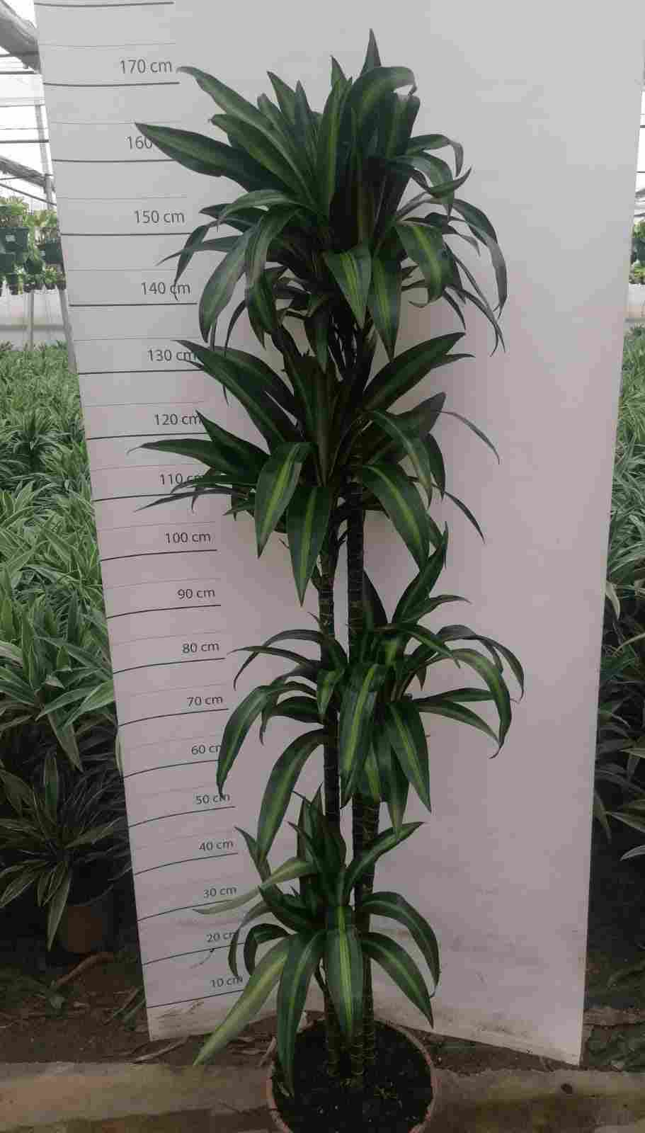 DRACAENA HAWAII SUNSHINE C 25 120.90.60.30 CM