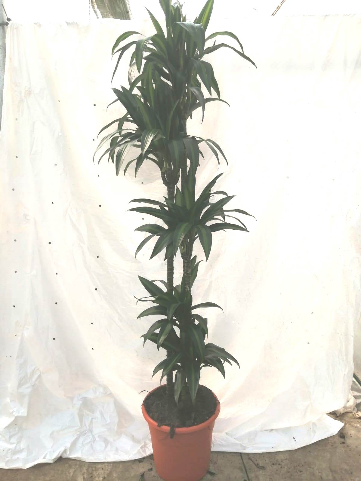 DRACAENA HAWAII SUNSHINE C 30 150.120.90.60.30 CM