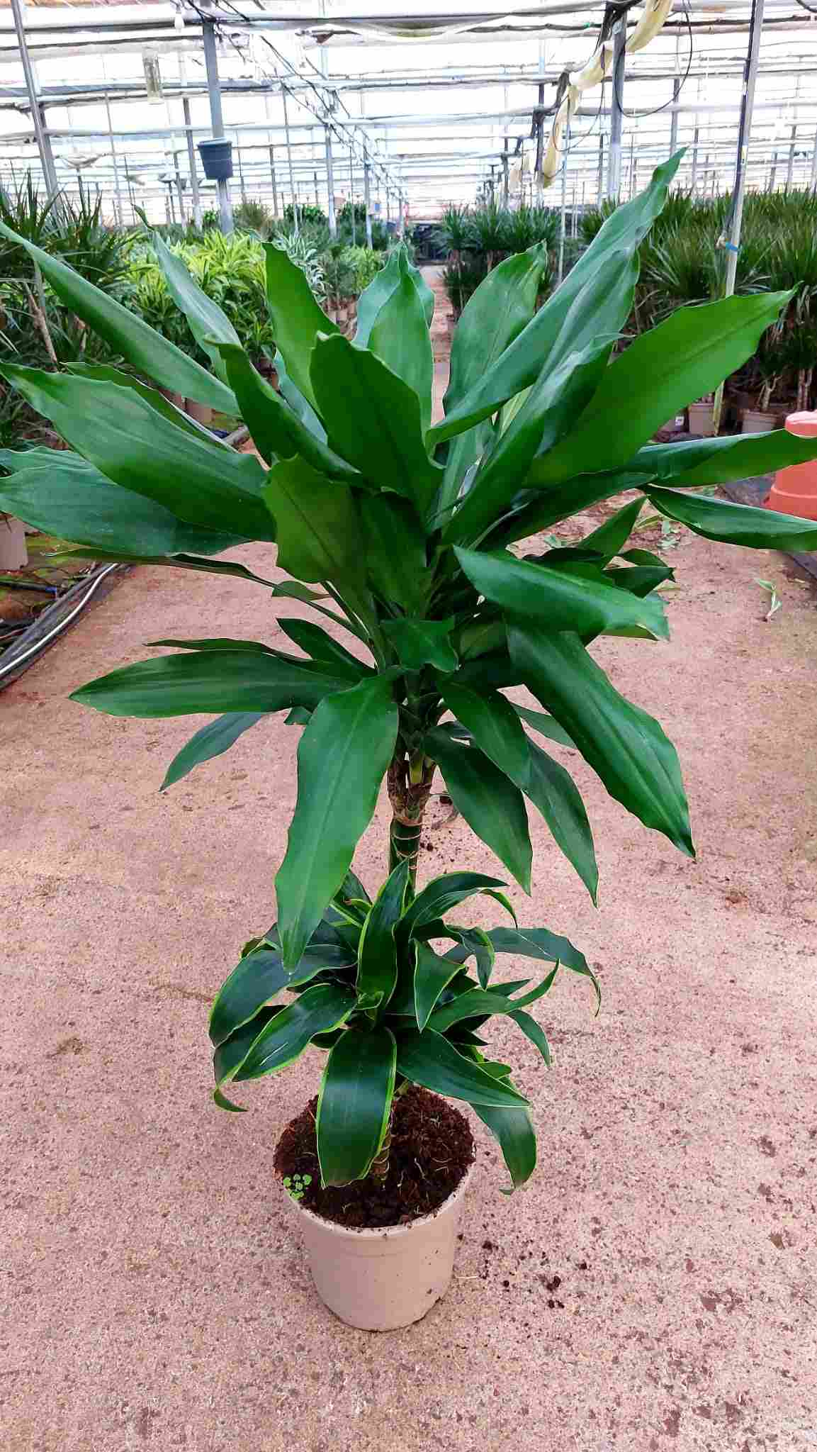 DRACAENA JANET LIND C 17 45.15 CM