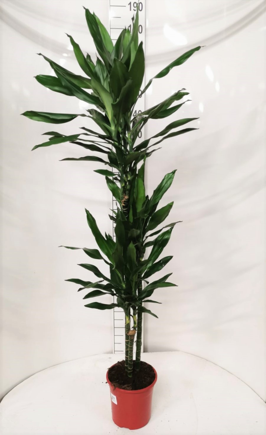 DRACAENA JANET LIND C 22 90.60.30 CM
