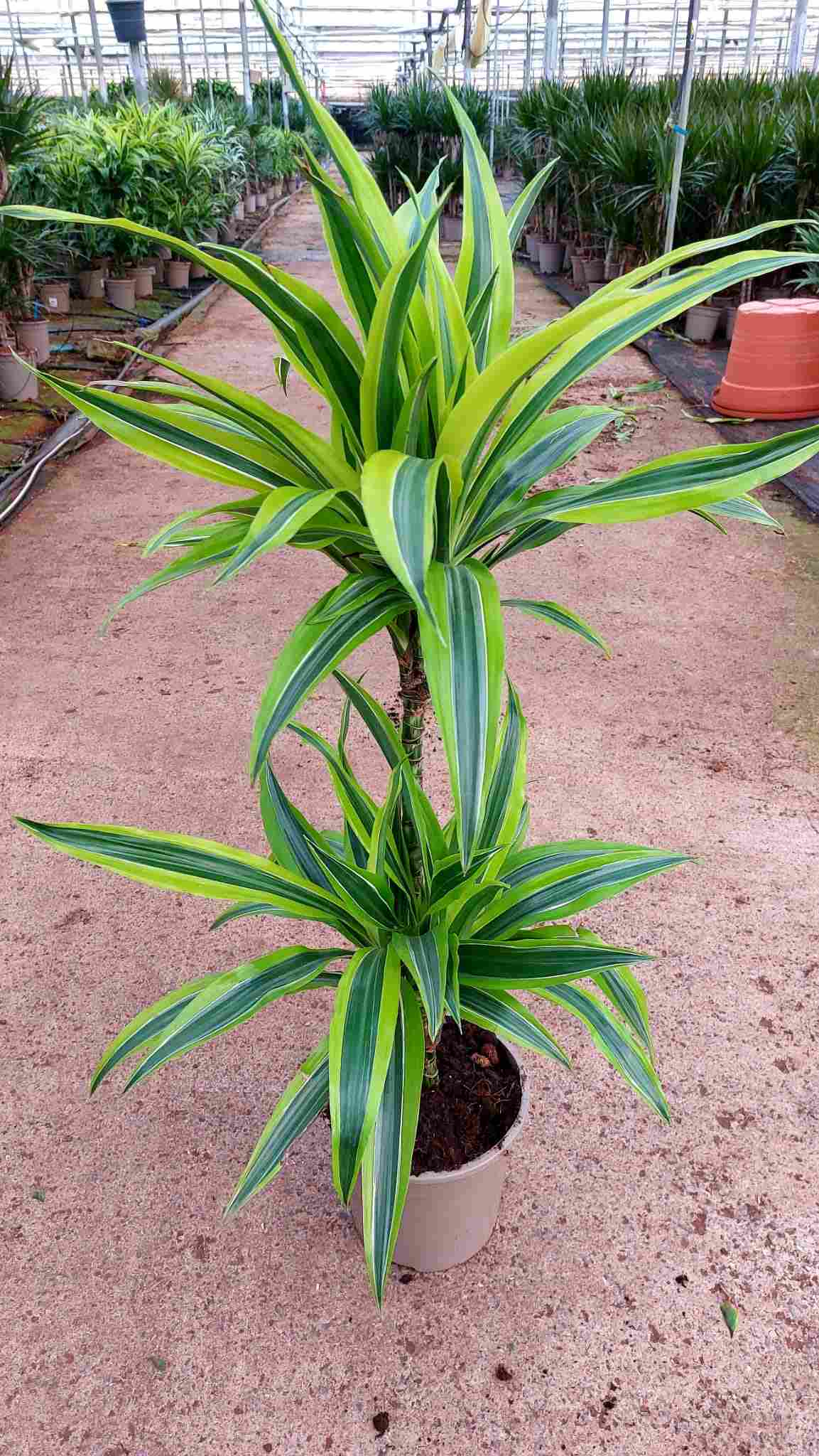 DRACAENA LEMON LIME C 17 45.15 CM