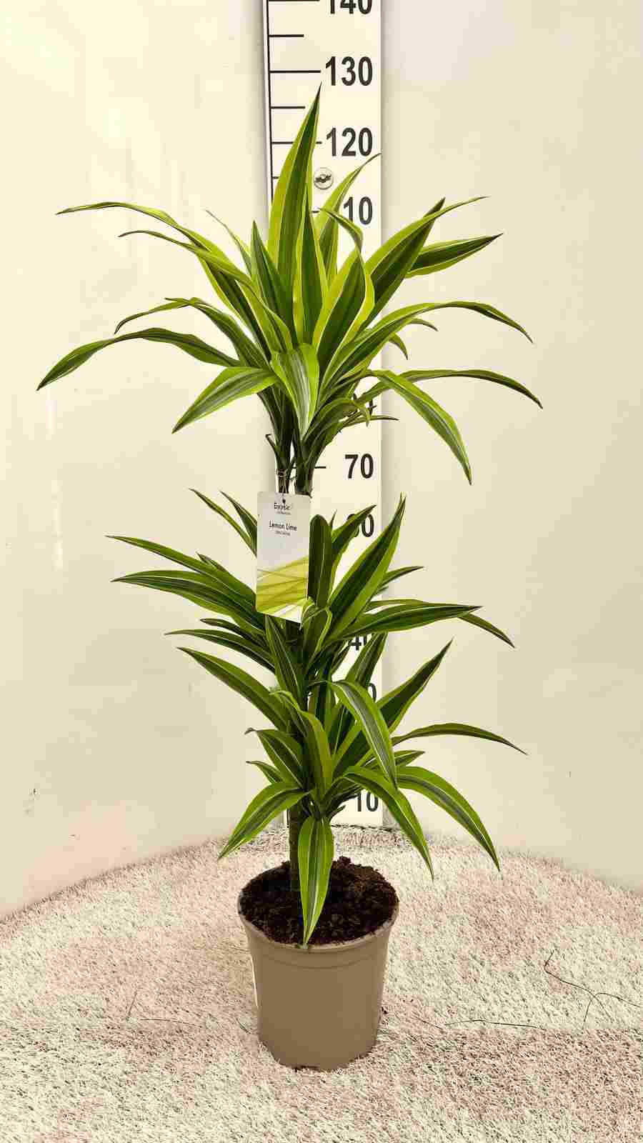 DRACAENA LEMON LIME C 20 60.30.15 CM