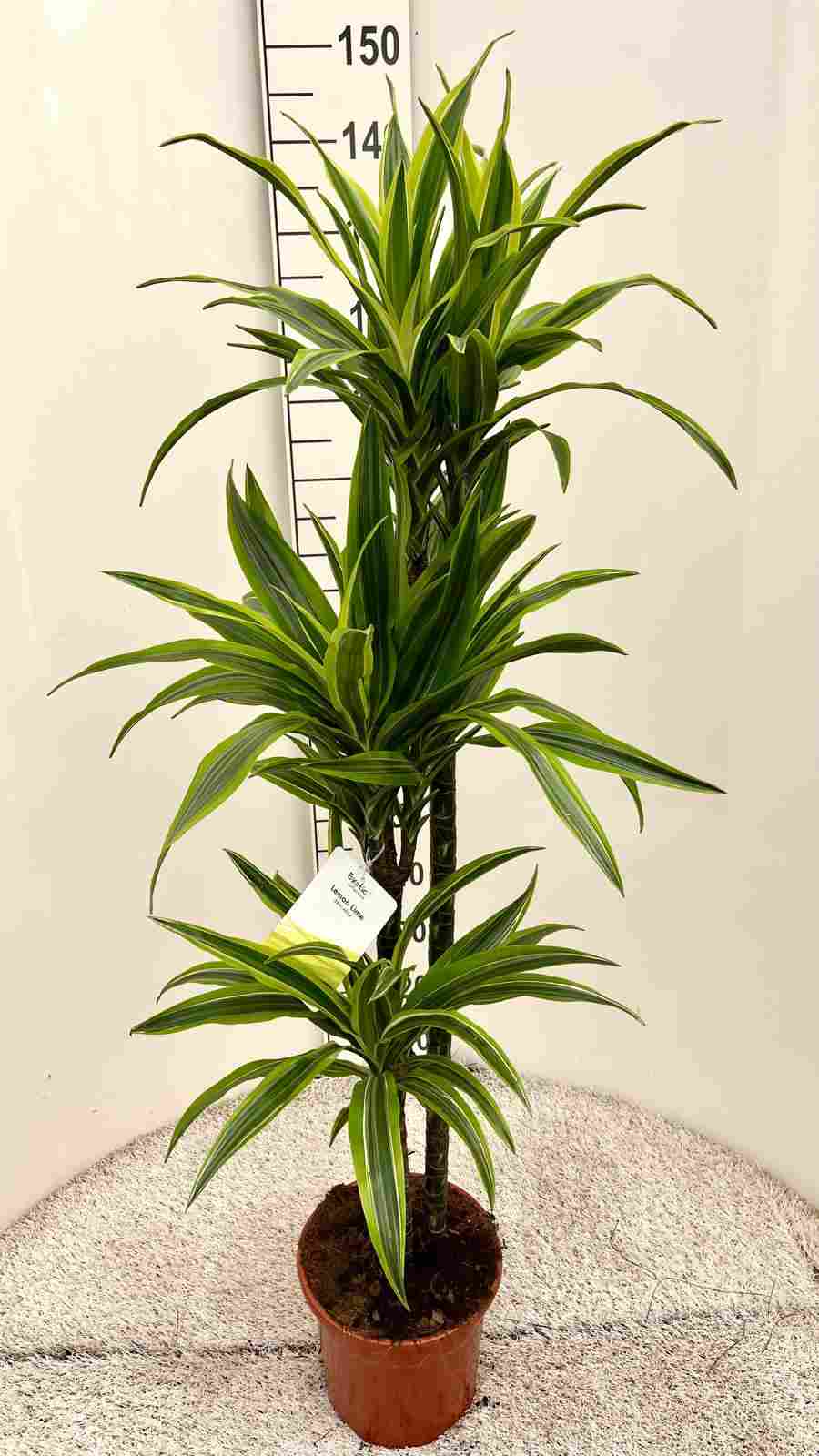 DRACAENA LEMON LIME C 22 90.60.30 CM