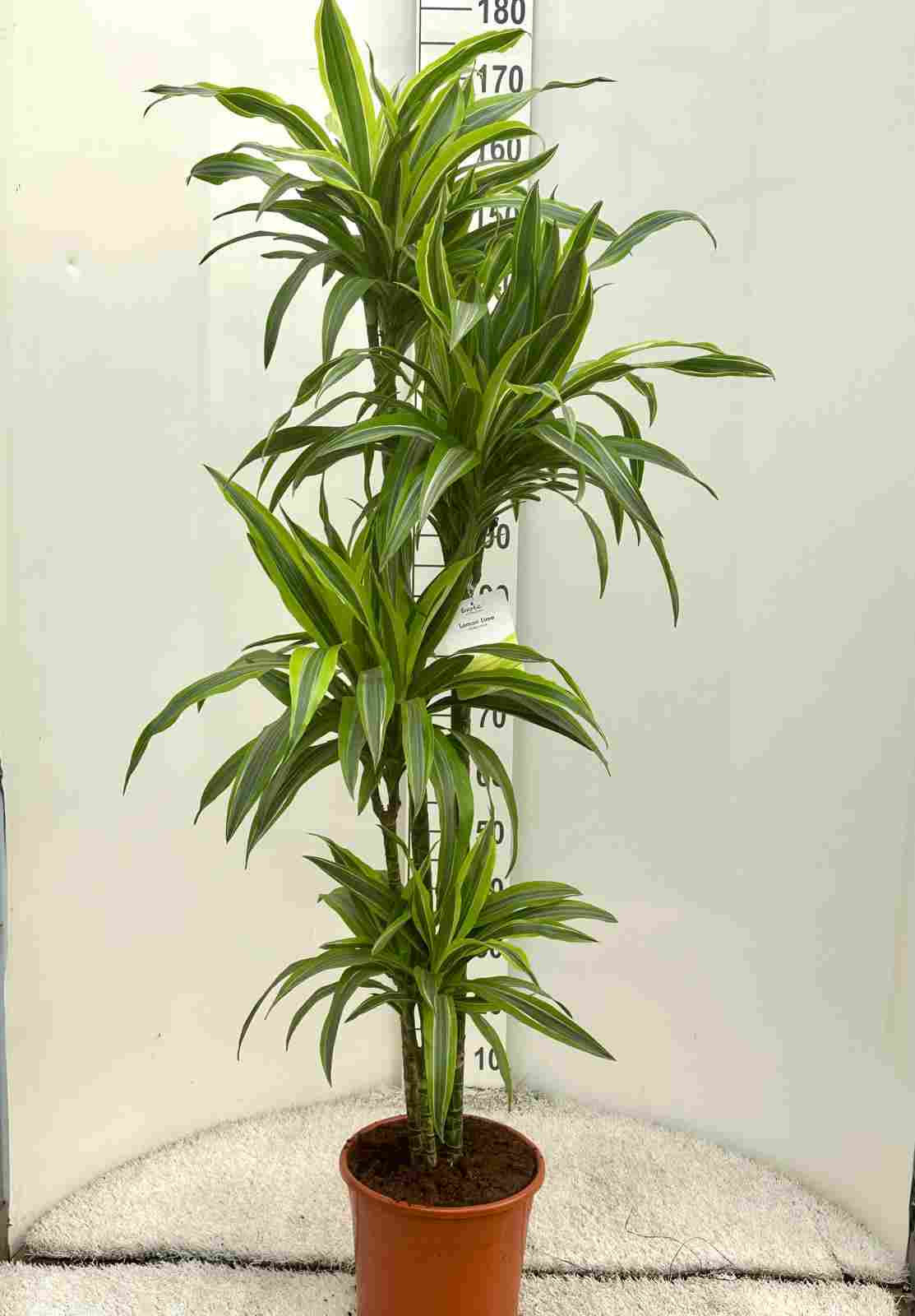DRACAENA LEMON LIME C 30 150.120.90.60.30 CM