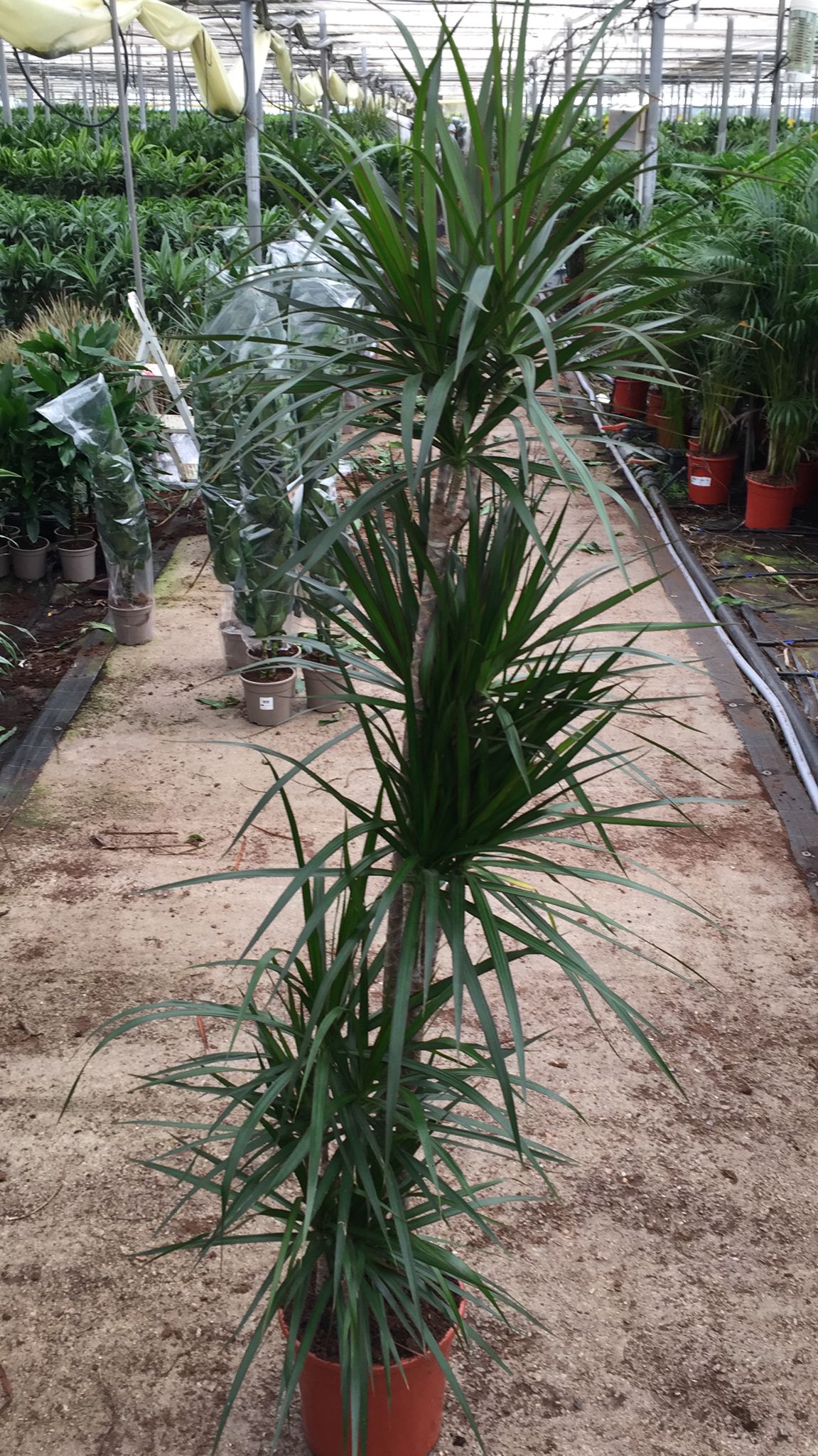 DRACAENA MARGINATA C 25 120.90.60.30.15 CM A1