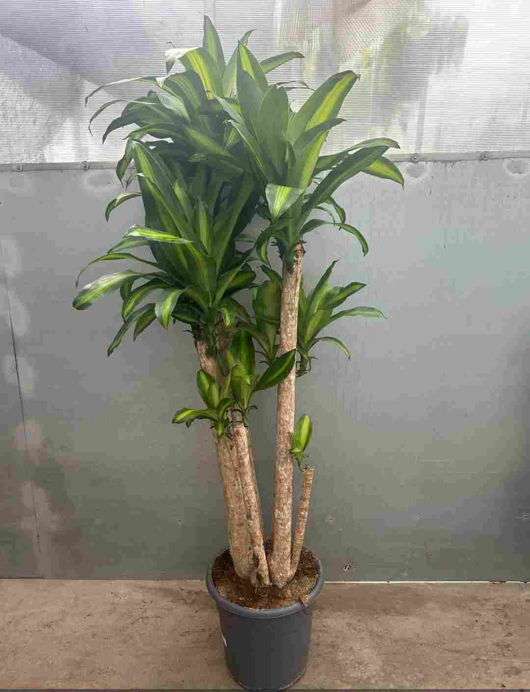 DRACAENA MASSANGEANA BRANCHED C 32 1.50 M TRONCO