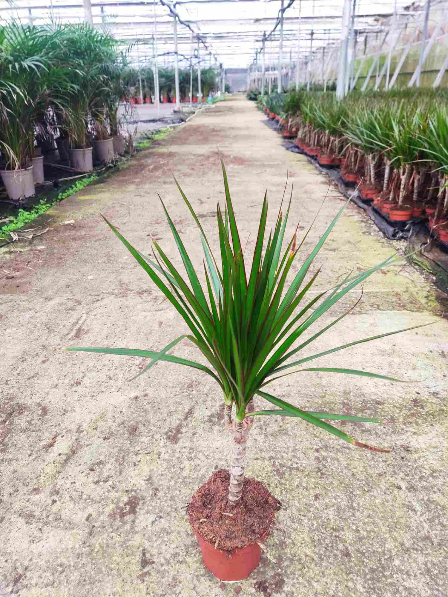 DRACAENA MARGINATA C 12 (1 TRONCO)