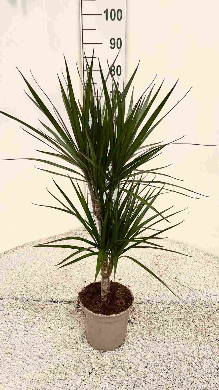 DRACAENA MARGINATA C 16 30.15 CM