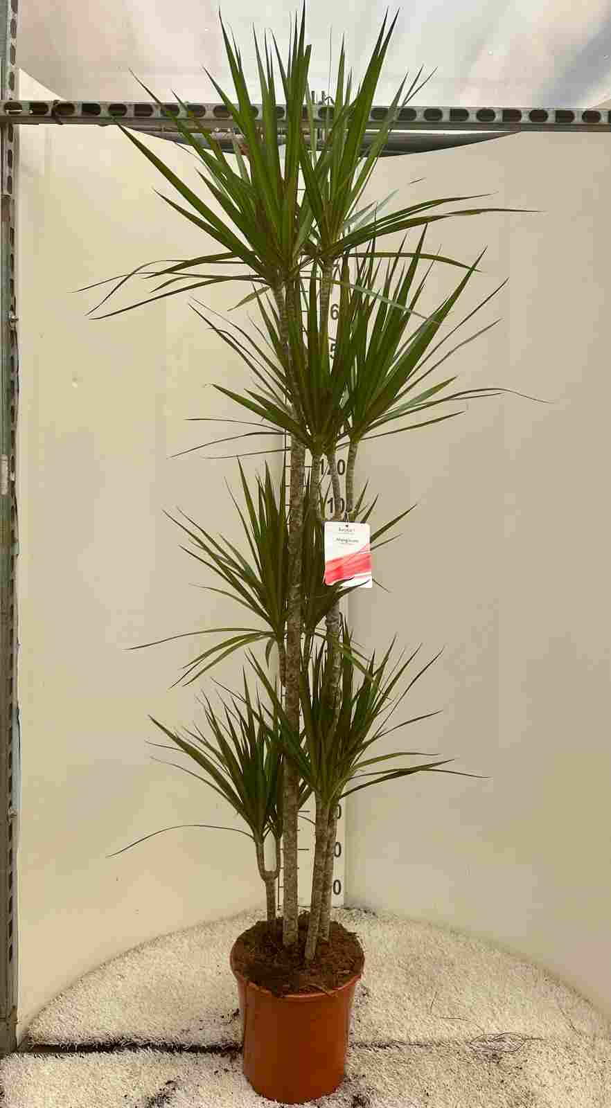 DRACAENA MARGINATA C 25 120.90.60.30.15 CM