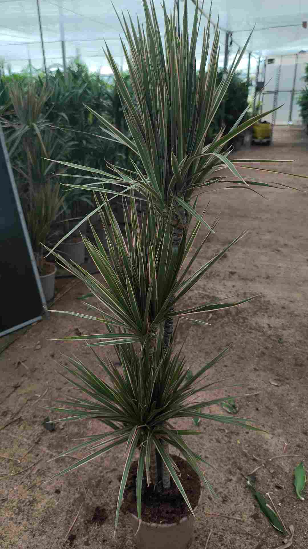 DRACAENA MARGINATA BICOLOR C 22 90.60.30.15 CM