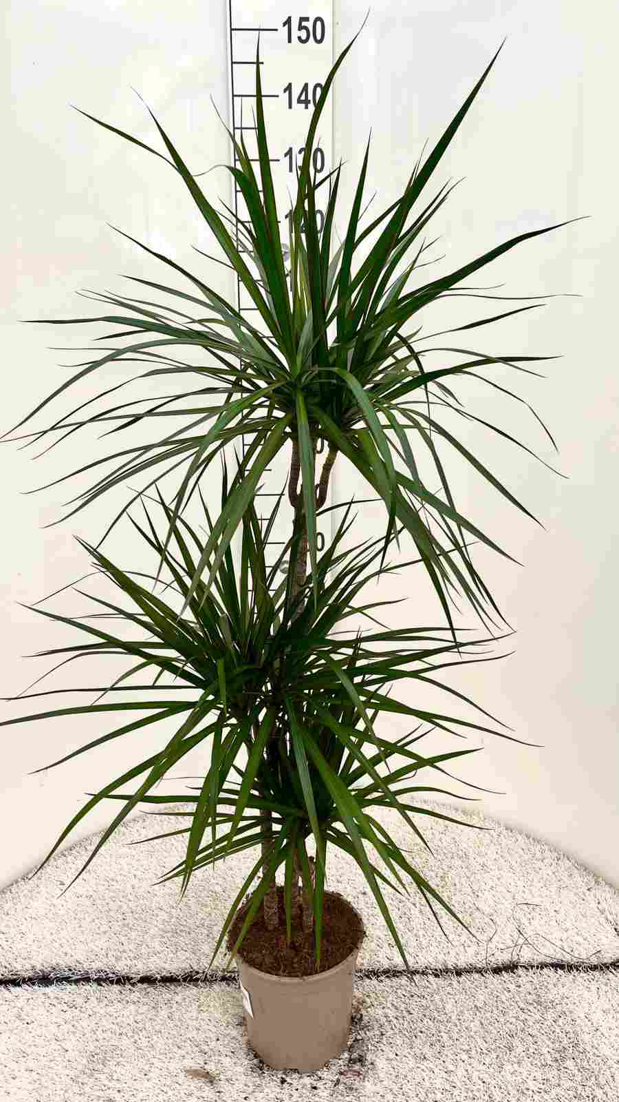 DRACAENA MARGINATA C 20 60.30.15 CM