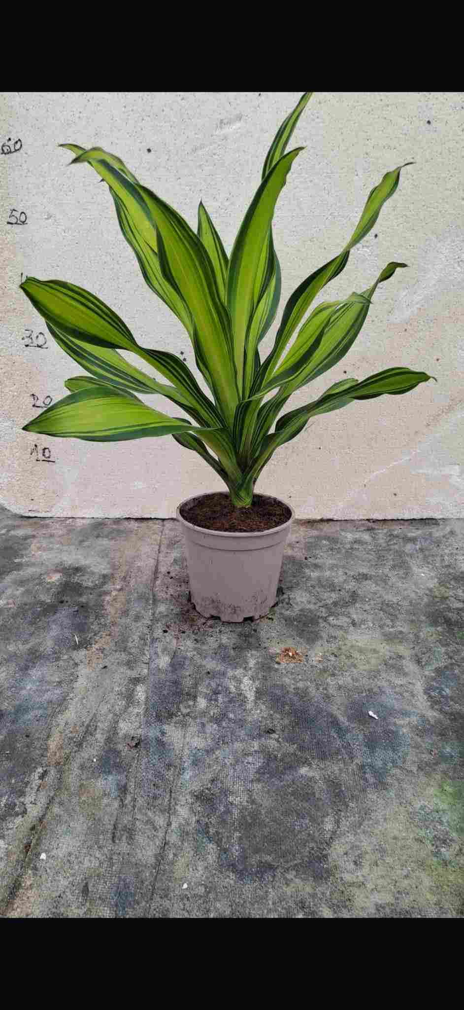 DRACAENA MARGINATA C 12 (1 TRONCO) A1