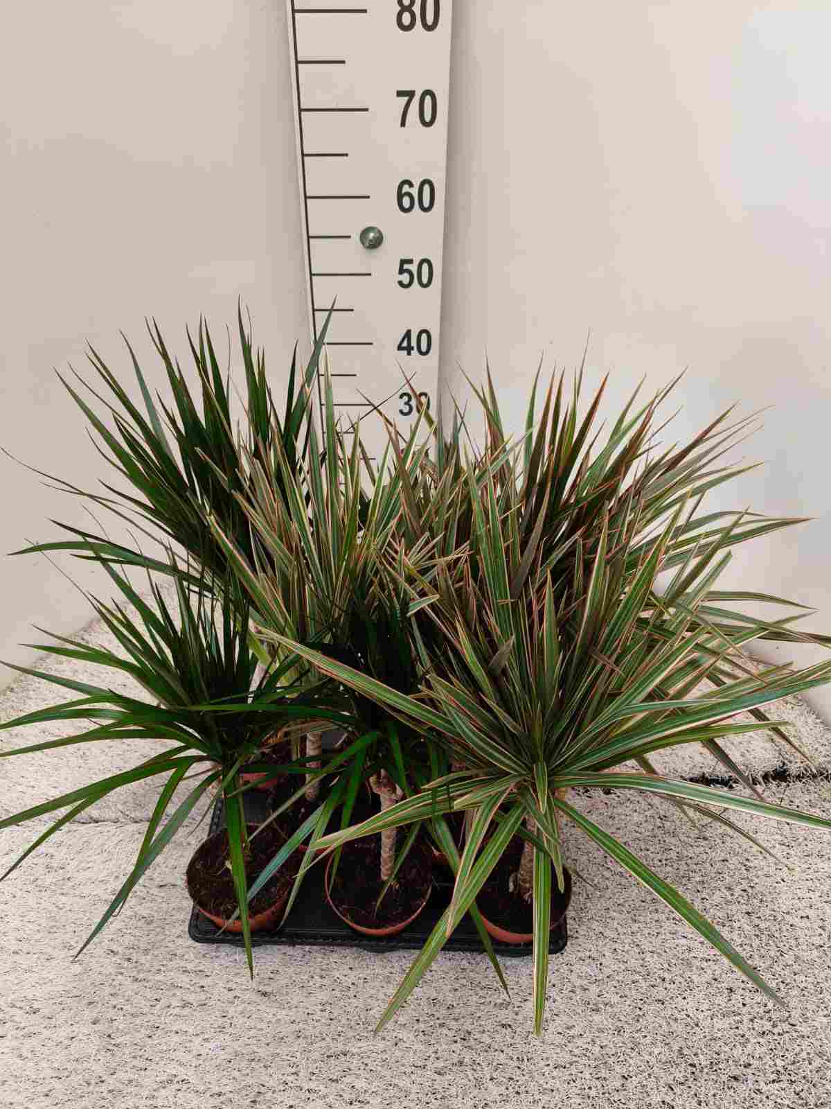 DRACAENA MIX TRONCO C 12